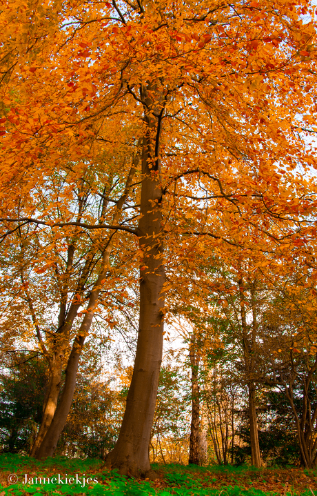 Heempark in de herfst