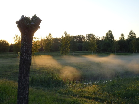 Zonnestraaltjes