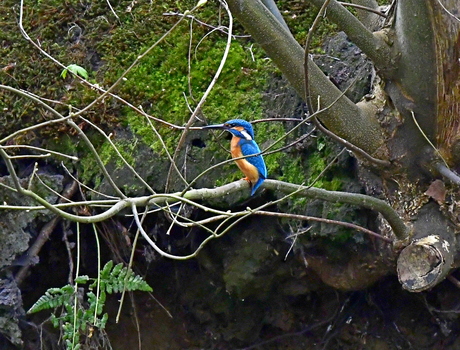 IJsvogel m
