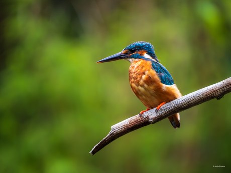 Ijsvogel