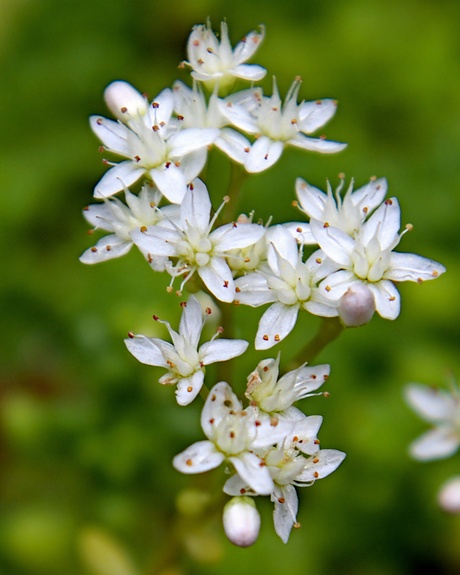 Ieniemienie bloemetjes 