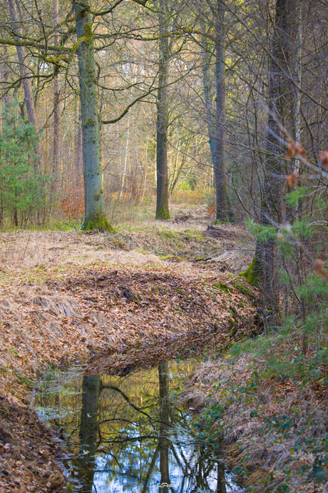 Ree in het Bos
