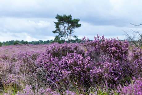 Kalmthoutse Heide