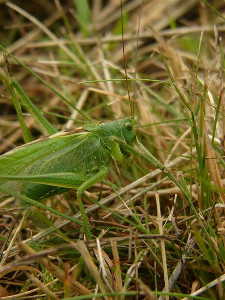 Groene Sabel Sprinkhaan