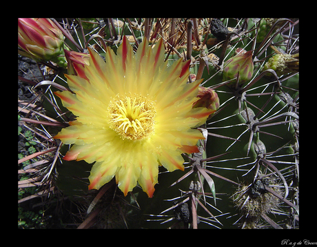 cactus bloem