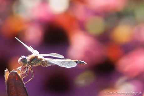 Zomer Libelle