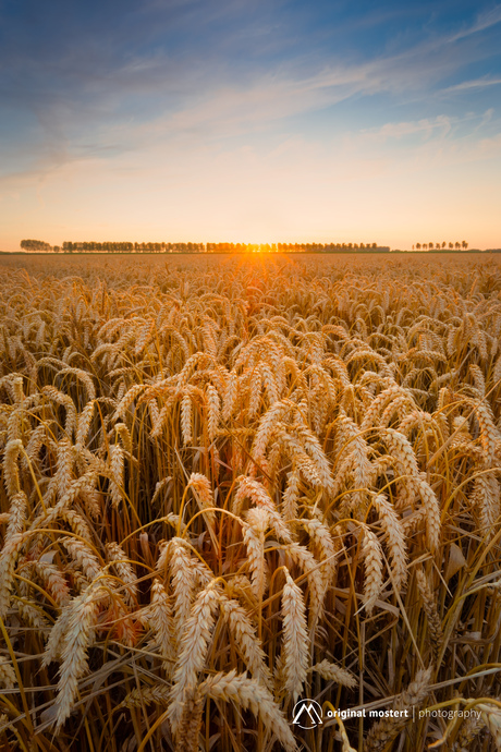 Golden Harvest...