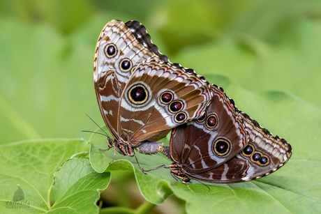 Morpho peleides