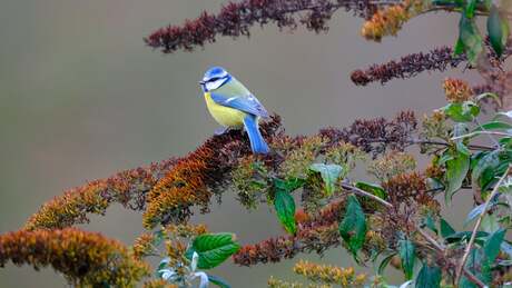 Pimpelmees in de herfst