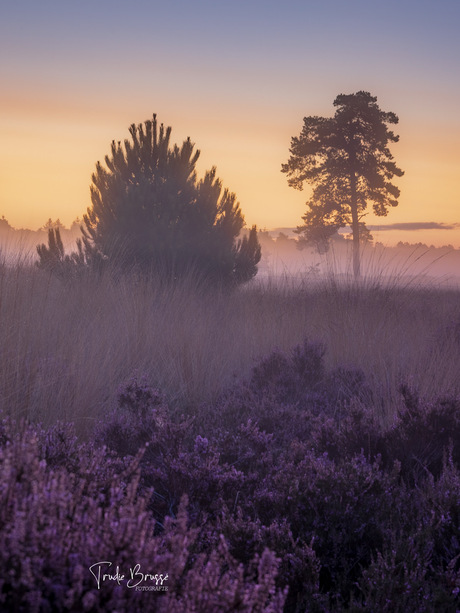 Sunrise op de Loonse Drunense duinen. 