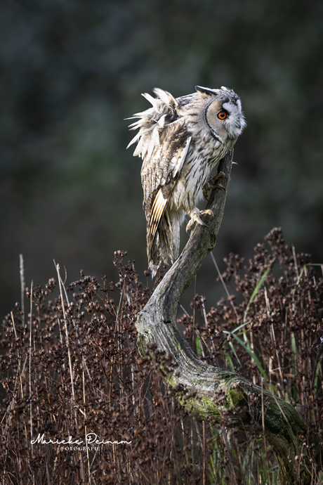 Als de maandag een gezicht zou hebben..