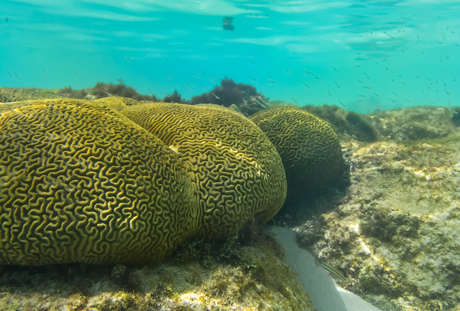 Brain Coral