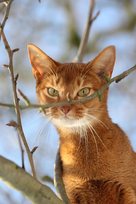 Kat in de boom