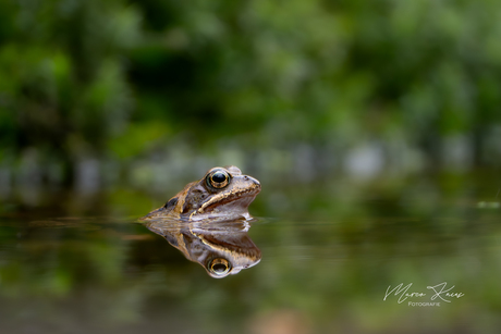 Spiegeltje spiegeltje wie is het mooiste bruine kikkertje 