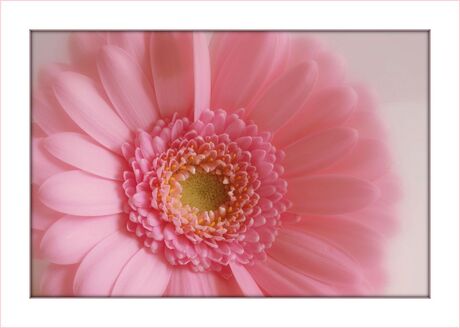 Gerbera