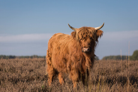 Schotse hooglander(Highland Cow) en Bee-5