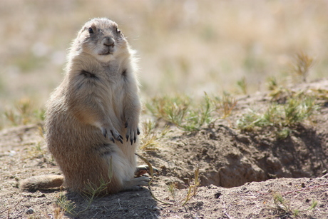 groundhog