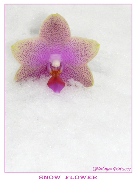 Snow Flower