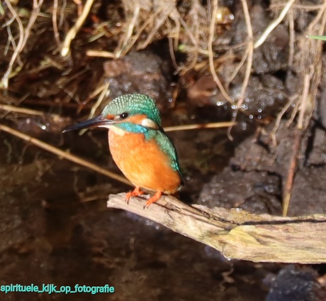 Mooi shot van de ijsvogel