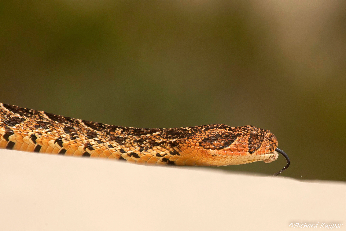 gewone pofadder (Bitis arietans) - De gewone pofadder (Bitis arietans) is een zeer giftige slang uit de familie adders (Viperidae). De soort had lange tijd Bitis lachesis als wetenscha - foto door ricklin op 13-01-2021 - deze foto bevat: reptielen