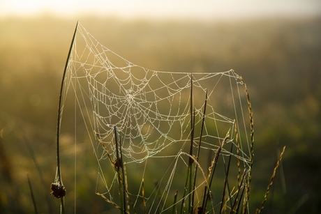 Spinnenweb 2