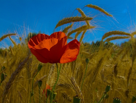 Coquelicot et blé