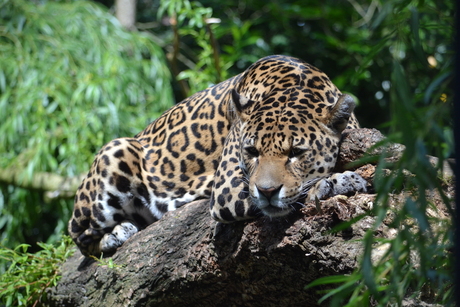 Jaguar lekker aan het rusten