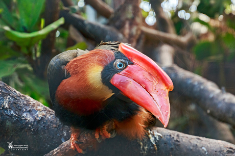 Avifauna