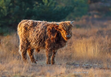 Schotse Hooglander 