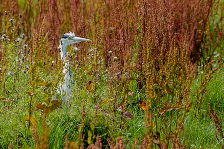 Nieuwsgierige reiger