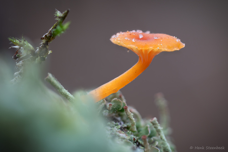 Oranjegeel trechtertje