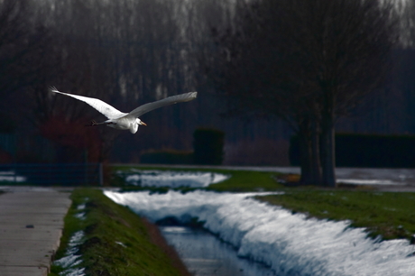 Winterreiger