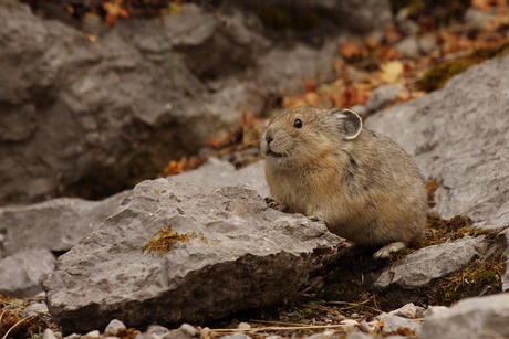 Pika