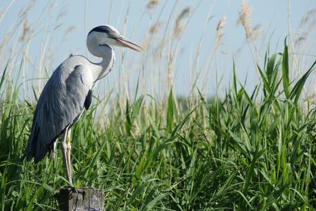 Reiger 2