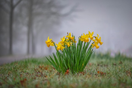 Narcissen en mist