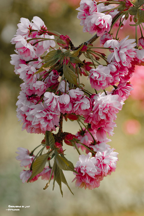 Voel de lente