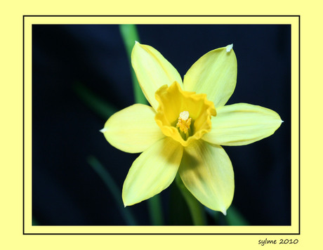 Narcisje