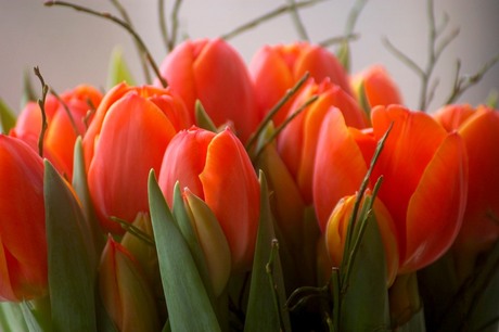 Tulpen...