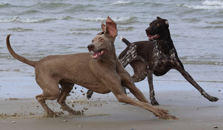 Honden strand Texel