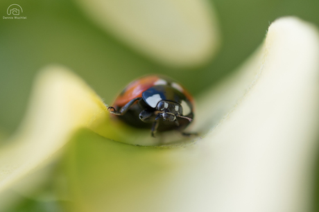 Lieveheersbeestje op een blad