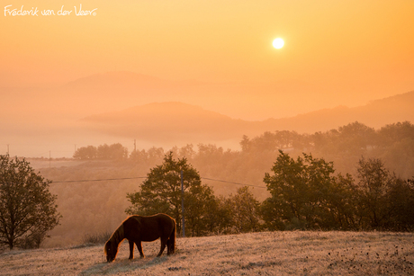 Les Chevaux des Grands Causses