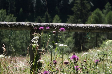 Bloemen met uitzicht