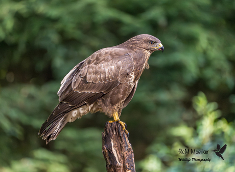 De buizerd.