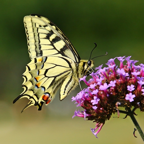 The queen of the butterflies.