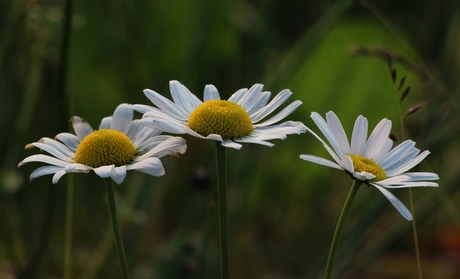 Trois marguerites au bord du chemin.