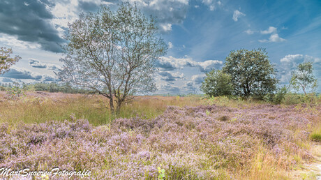 Heide in bloei