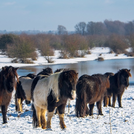 Pony's in de sneeuw