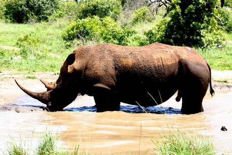 opgewonden neushoorn zoekt afkoeling