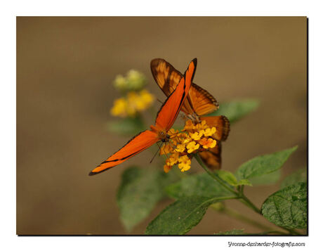 vlinders in Berkenhof, Zeeland