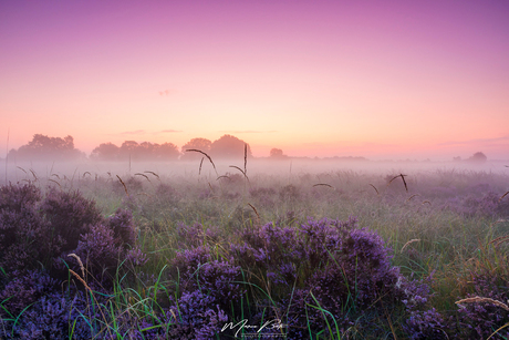 Bloeiende heide tijdens zonsopkomst op het Balloërveld